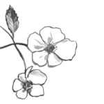 Rosa Rugosa Candle 220g