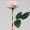 Rose Water & Vanilla Cologne 50ml