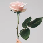 Rose Water & Vanilla Cologne 50ml
