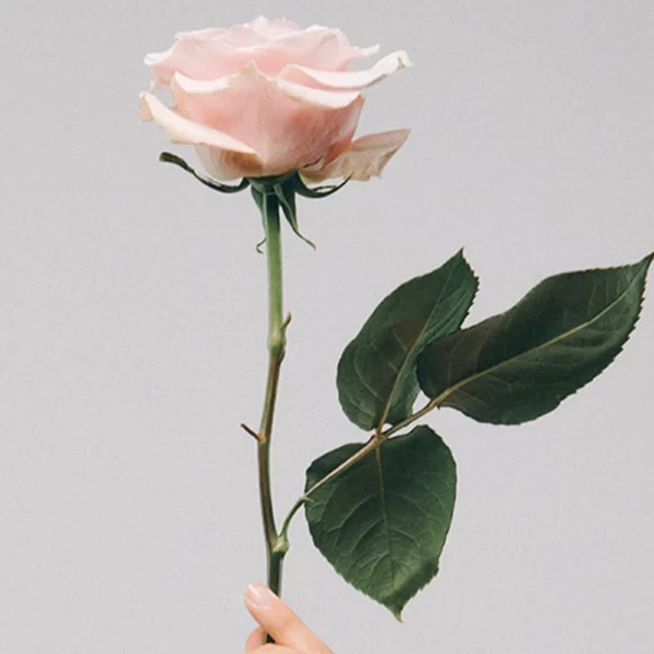 Rose Water & Vanilla Cologne 50ml