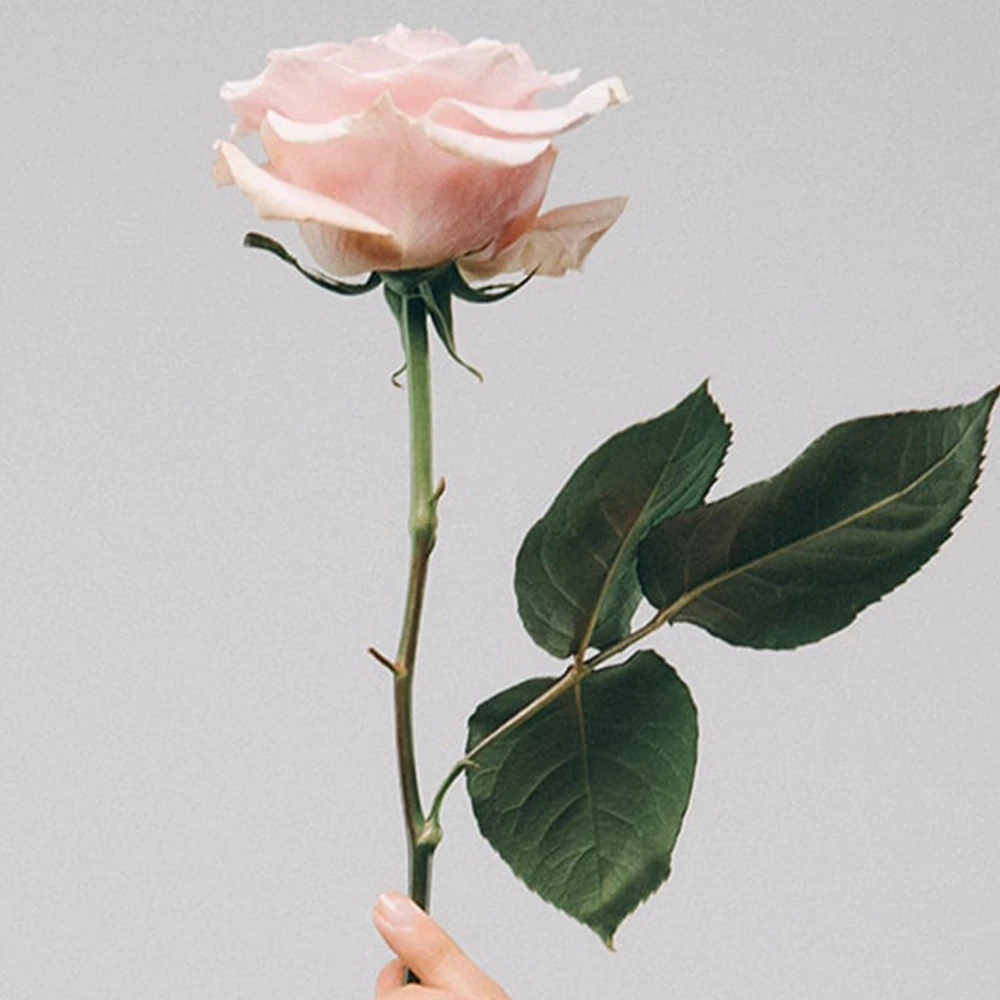 Rose Water & Vanilla Cologne 3 Rose Water & Vanilla Cologne 50ml