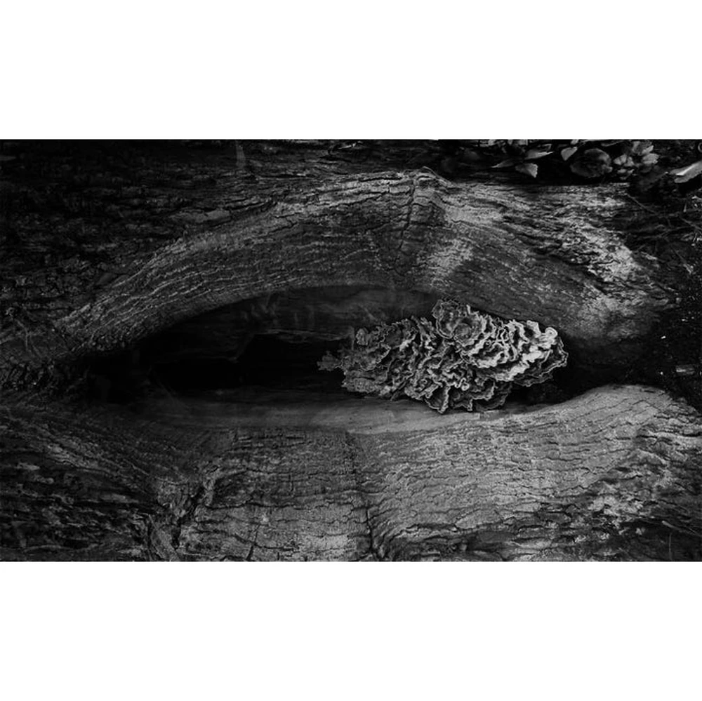 8717774840849-3 Boccanera Parfum 50ml