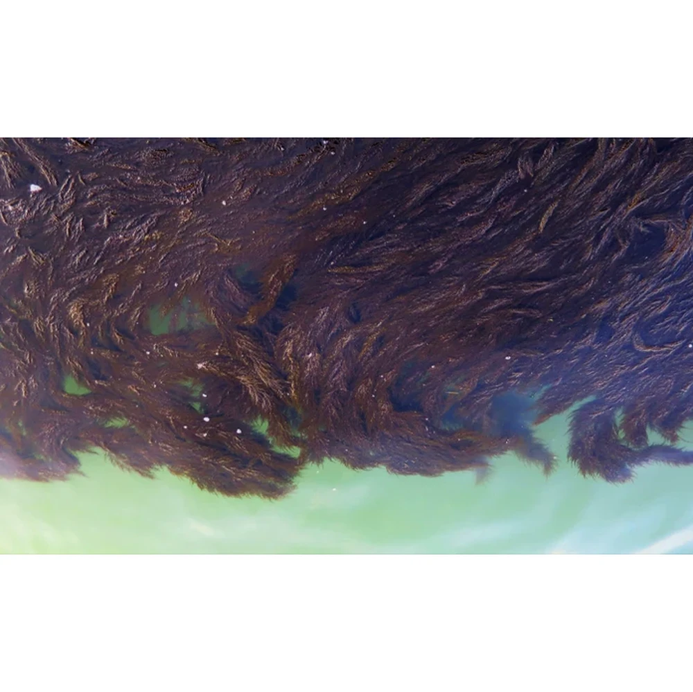 Megamare Parfum 50ml